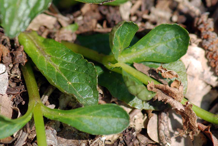 Ajuga reptans / Erba di S. Lorenzo